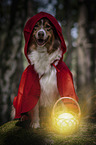 Australian Shepherd in costume