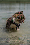 sitting Australian Shepherd