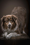 Australian Shepherd gives invitation to play