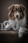 lying Australian Shepherd