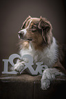 lying Australian Shepherd