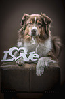 lying Australian Shepherd