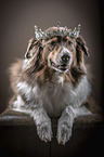 lying Australian Shepherd