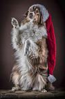 Australian Shepherd