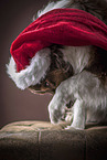Australian Shepherd