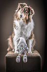 sitting Australian Shepherd