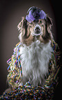 sitting Australian Shepherd