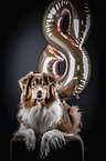 lying Australian Shepherd