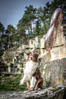 begging Australian Shepherd