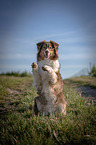 begging Australian Shepherd