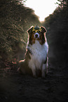 sitting Australian Shepherd