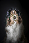 Australian Shepherd portrait
