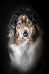 Australian Shepherd portrait