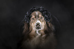 Australian Shepherd portrait