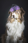 sitting Australian Shepherd