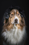 Australian Shepherd portrait