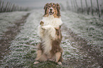 begging Australian Shepherd