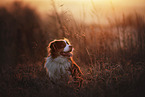sitting Australian Shepherd