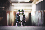 standing Australian Shepherd