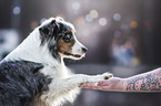 human with Australian Shepherd