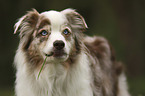 Australian Shepherd