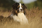 lying Australian Shepherd