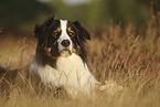 lying Australian Shepherd