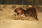 running Australian Shepherd
