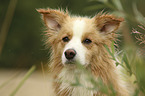 Border Collie with color Australian red-white