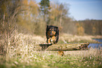 male Australian Shepherd