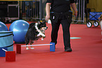 jumping Australian Shepherd