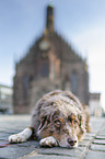 lying Australian Shepherd