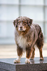 standing Australian Shepherd