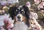 Australian Shepherd portrait