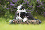 Australian Shepherd puppies