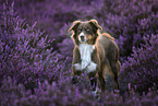 Australian Shepherd in the heath