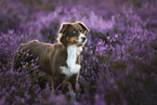 Australian Shepherd in the heath