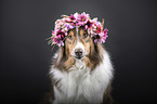 Australian Shepherd portrait
