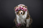 sitting Australian Shepherd