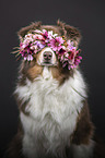 Australian Shepherd portrait
