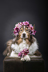 lying Australian Shepherd