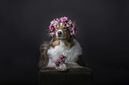 lying Australian Shepherd