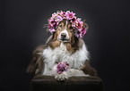 lying Australian Shepherd