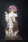 sitting Australian Shepherd
