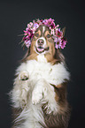 Australian Shepherd