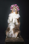 sitting Australian Shepherd