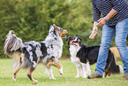 woman with Australian Shepherds