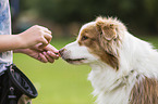 human with Australian Shepherd