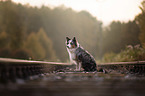 sitting Australian Shepherd