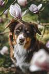 Australian Shepherd portrait
